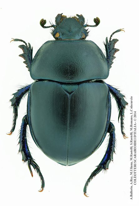 Trypocopris vernalis fauveli, femmina